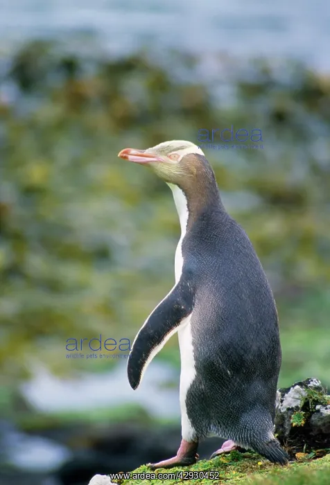 : Yellow-eyed Penguin : Yellow-eyed Penguin
