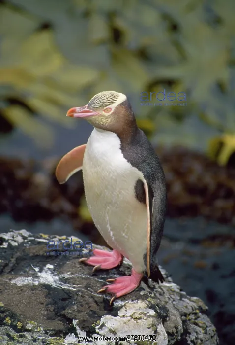 : Yellow-eyed Penguin : Yellow-eyed Penguin