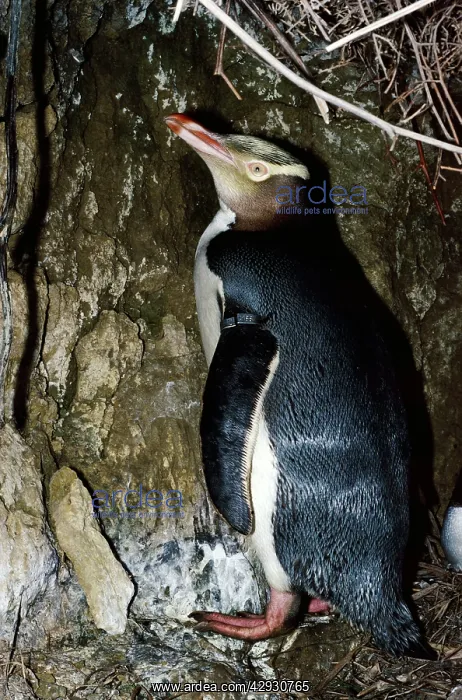 : Yellow-eyed PENGUIN : Yellow-eyed PENGUIN
