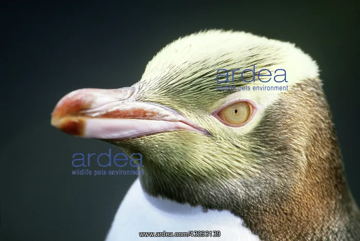 : Yellow-eyed Penguin : Yellow-eyed Penguin