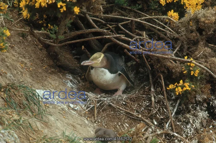 : Yellow-eyed Penguin : Yellow-eyed Penguin