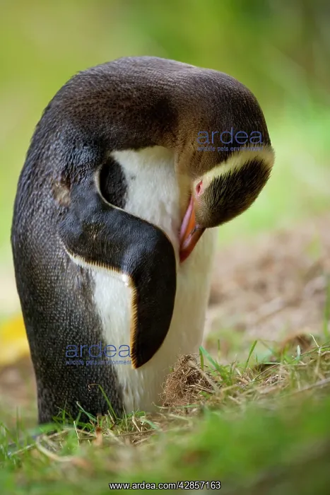 : Yellow-eyed Penguin - adult arranging and cleaning : Yellow-eyed Penguin - adult arranging and cleaning