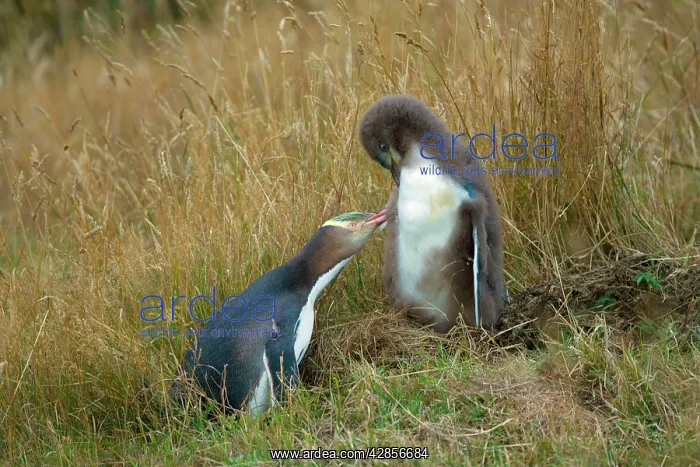 : Yellow-eyed Penguin - adult and chick interacting : Yellow-eyed Penguin - adult and chick interacting