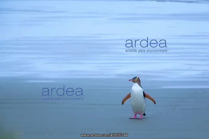 : Yellow-eyed Penguin - adult coming ashore at dusk : Yellow-eyed Penguin - adult coming ashore at dusk