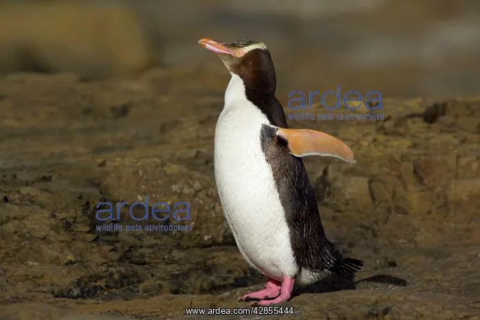 : Yellow-eyed Penguin - adult flapping and drying : Yellow-eyed Penguin - adult flapping and drying