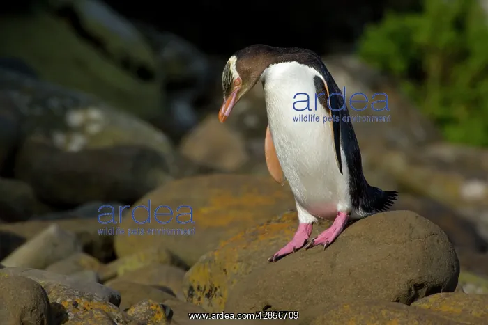 : Yellow-eyed Penguin - adult about to hop over rocks : Yellow-eyed Penguin - adult about to hop over rocks