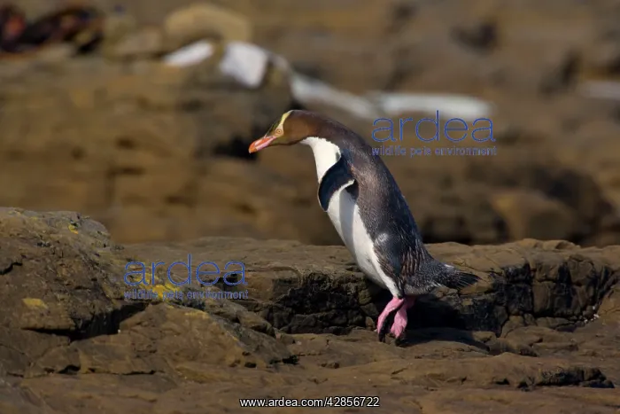 : Yellow-eyed Penguin - adult hopping over rocks : Yellow-eyed Penguin - adult hopping over rocks