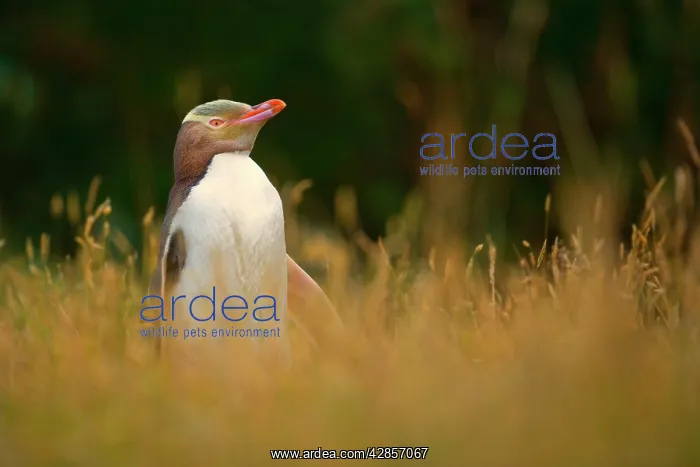  : Yellow-eyed Penguin - adult standing amidst coastal