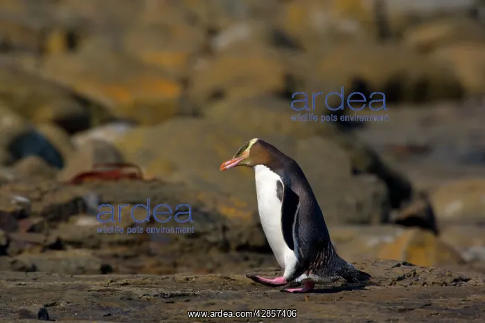 : Yellow-eyed Penguin - adult walking over rocks : Yellow-eyed Penguin - adult walking over rocks