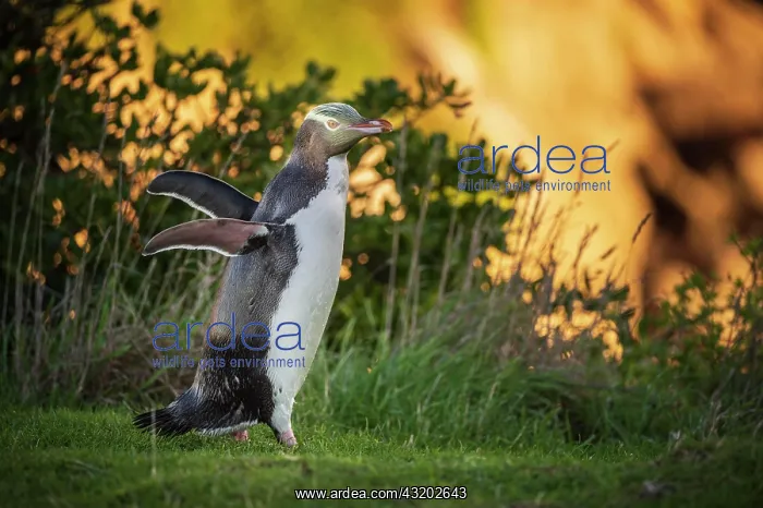 : Yellow-eyed penguin (Megadyptes antipodes), Moeraki : Yellow-eyed penguin (Megadyptes antipodes), Moeraki