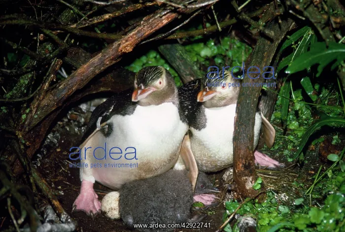 : Yellow-eyed Penguin - at nest with chick : Yellow-eyed Penguin - at nest with chick