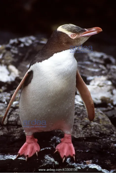 : YELLOW-EYED PENGUIN - on rock : YELLOW-EYED PENGUIN - on rock