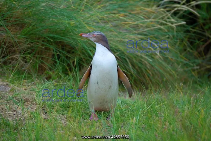 : Yellow-eyed Penguin - young adult standing amidst : Yellow-eyed Penguin - young adult standing amidst