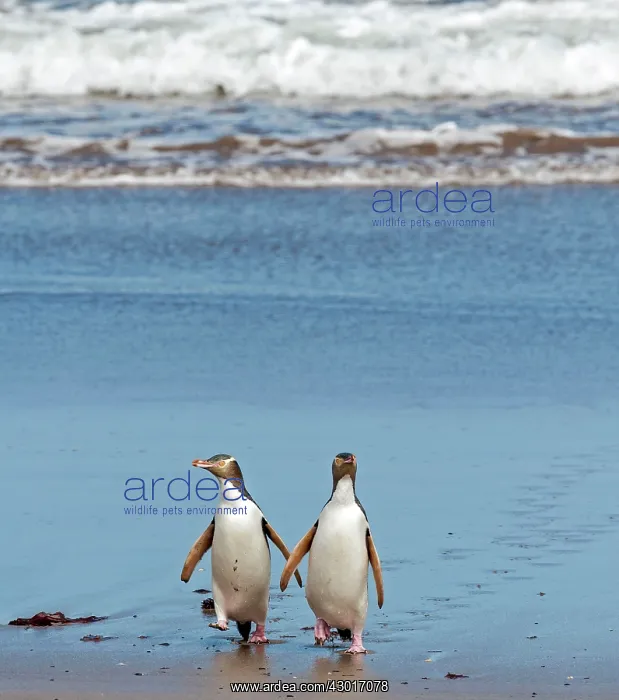 : Yellow-eyed Penguins adults on the beach coming : Yellow-eyed Penguins adults on the beach coming