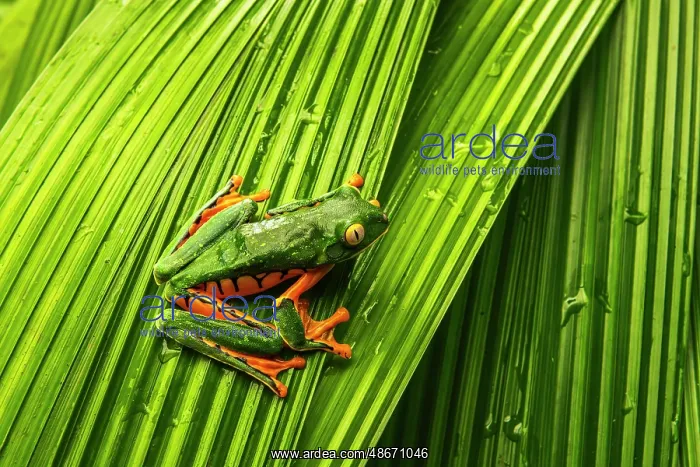: Yellow-eyed tree frog, La Paz Waterfall Gardens, Alajuela : Yellow-eyed tree frog, La Paz Waterfall Gardens, Alajuela