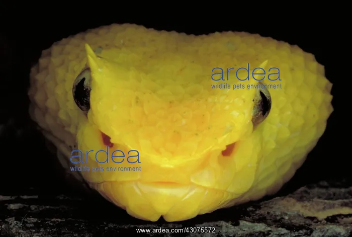 : Yellow eyelash viper : Yellow eyelash viper