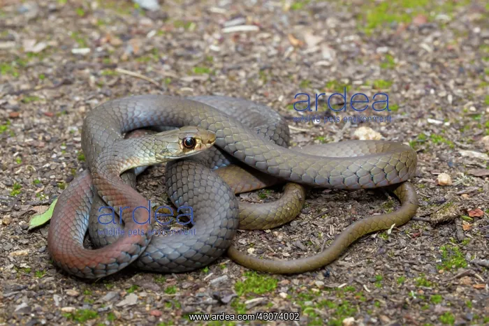 : Yellow-face Whip Snake : Yellow-face Whip Snake