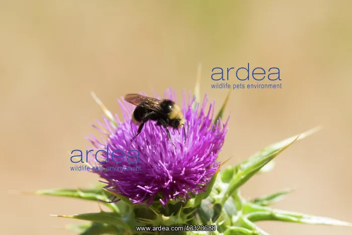 : Yellow-faced bumblebee : Yellow-faced bumblebee