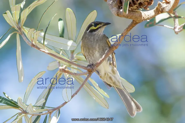  : Yellow-faced Honeyeater