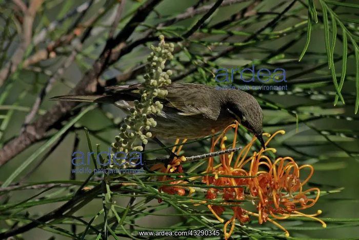 : Yellow-faced Honeyeater : Yellow-faced Honeyeater