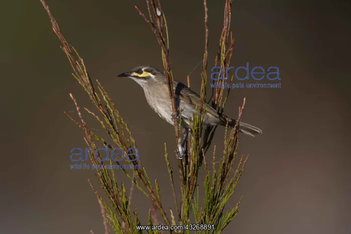: Yellow-faced Honeyeater - At Hasties Swamp - Atherton : Yellow-faced Honeyeater - At Hasties Swamp - Atherton