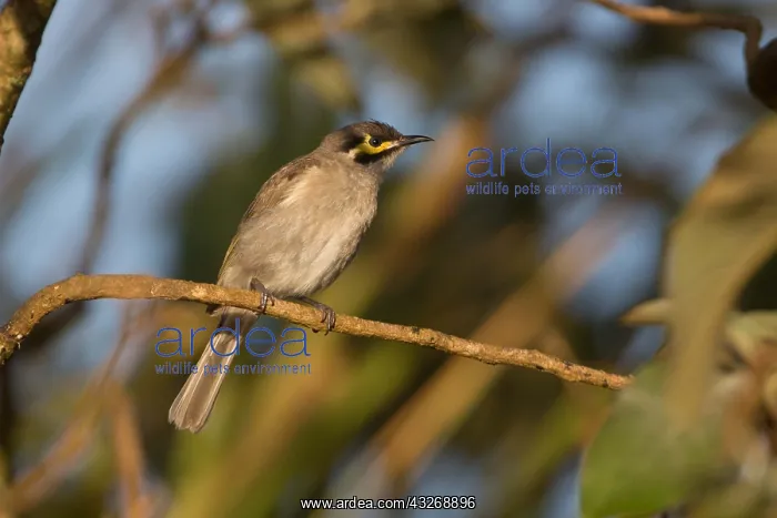 : Yellow-faced Honeyeater - At Hasties Swamp - Atherton : Yellow-faced Honeyeater - At Hasties Swamp - Atherton