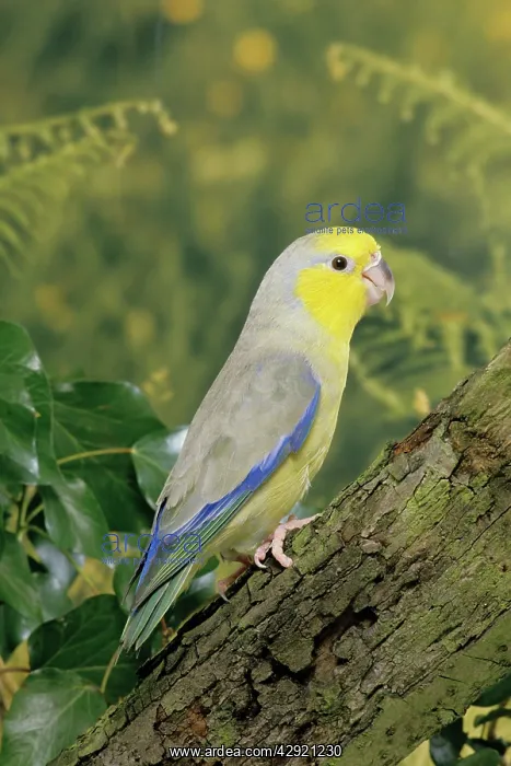 : Yellow-faced Parrotlet : Yellow-faced Parrotlet