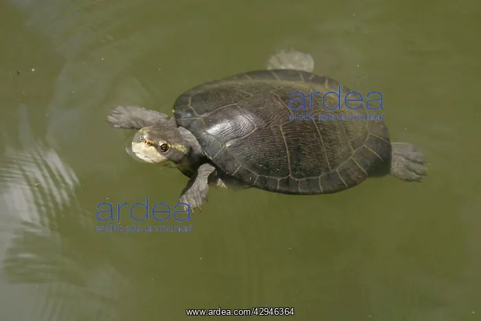 : Yellow-faced Turtle : Yellow-faced Turtle