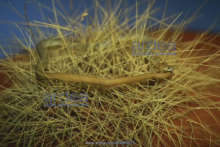 : Yellow-faced Whip Snake : Yellow-faced Whip Snake