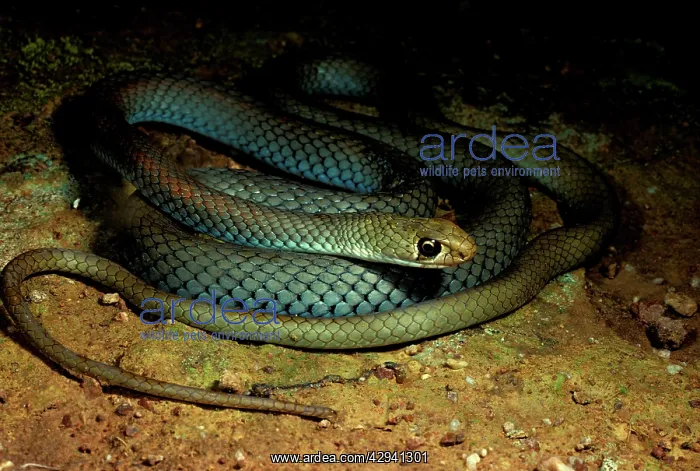 : Yellow-faced whipsnake. Not dangerous though if : Yellow-faced whipsnake. Not dangerous though if