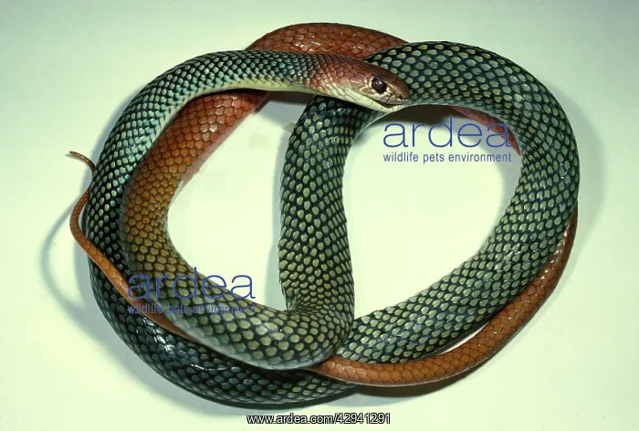: Yellow-faced whipsnake - a subspecies noted for : Yellow-faced whipsnake - a subspecies noted for