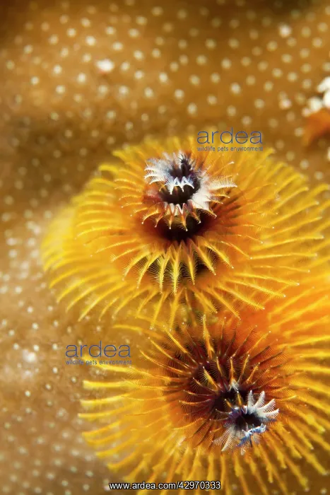 : Yellow Feather Duster Worm / X-Mas Tree Worm : Yellow Feather Duster Worm / X-Mas Tree Worm