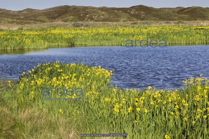  : Yellow Flag Iris - flowering around edge of lake