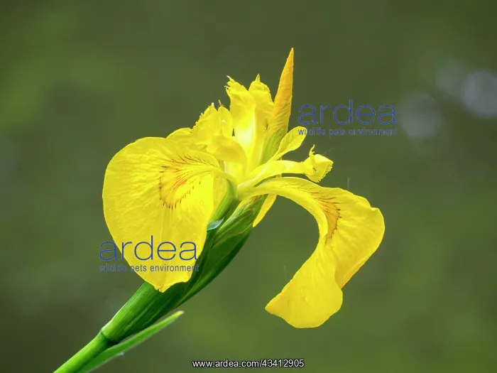 : Yellow Flag Iris - UK : Yellow Flag Iris - UK