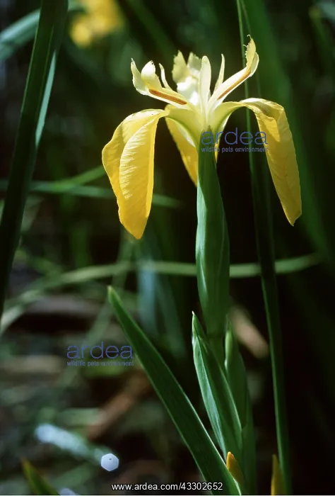 : yellow FLAG / yellow IRIS : yellow FLAG / yellow IRIS