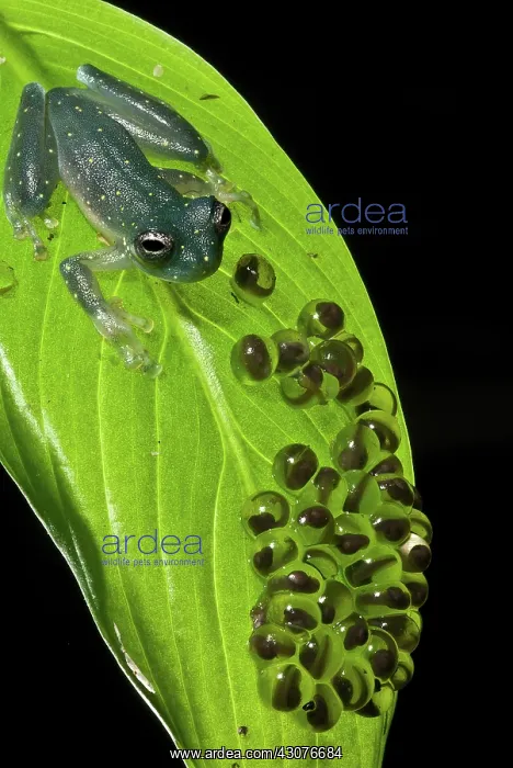 : Yellow-flecked Glass Frog Guarding Eggs : Yellow-flecked Glass Frog Guarding Eggs