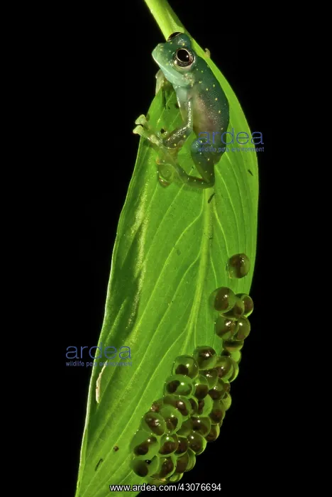 : Yellow-flecked Glass Frog Guarding Eggs : Yellow-flecked Glass Frog Guarding Eggs