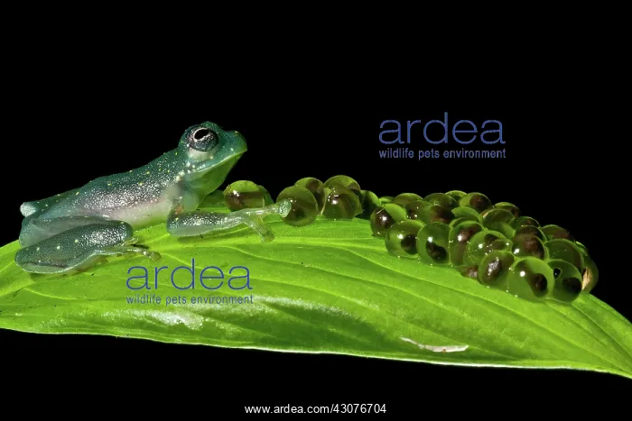 : Yellow-flecked Glass Frog Guarding Eggs : Yellow-flecked Glass Frog Guarding Eggs