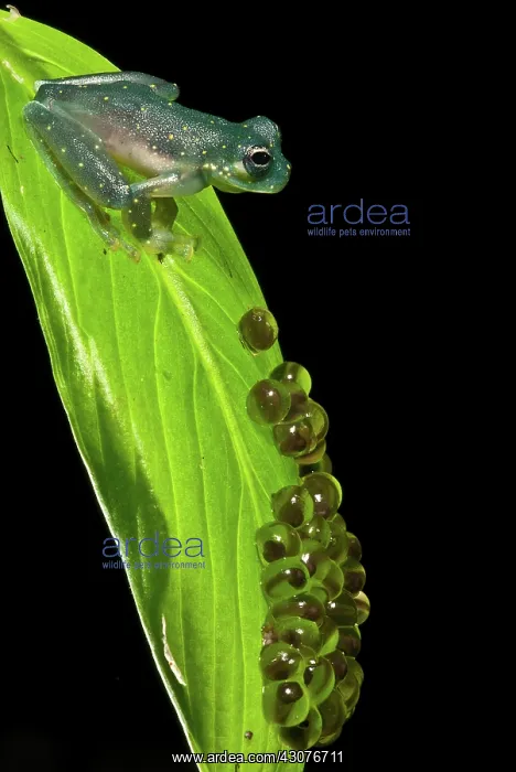: Yellow-flecked Glass Frog Guarding Eggs : Yellow-flecked Glass Frog Guarding Eggs