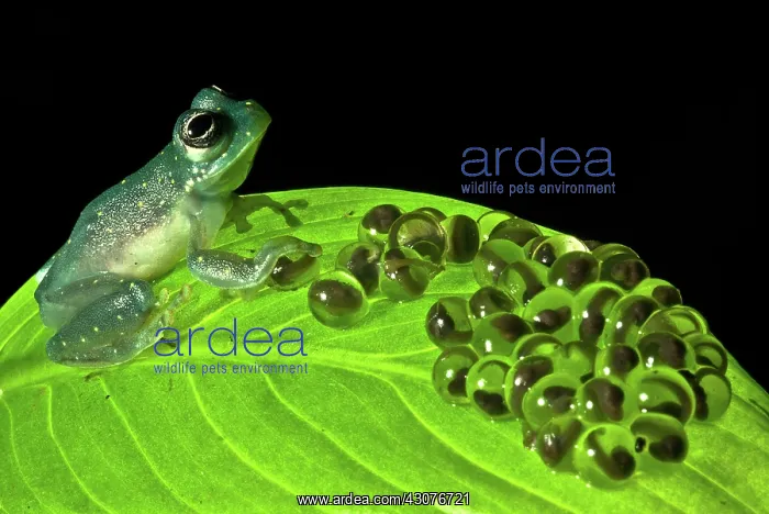 : Yellow-flecked Glass Frog Guarding Eggs : Yellow-flecked Glass Frog Guarding Eggs
