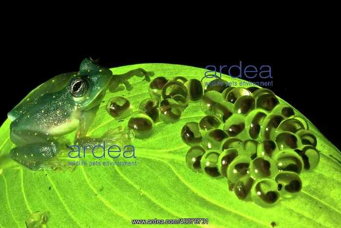 : Yellow-flecked Glass Frog Guarding Eggs : Yellow-flecked Glass Frog Guarding Eggs
