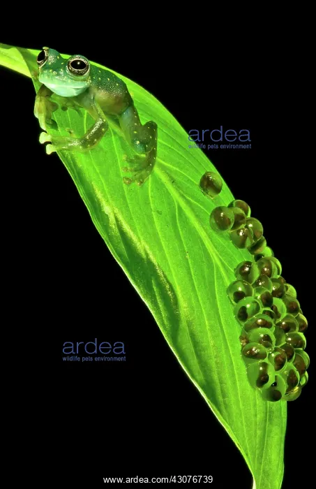 : Yellow-flecked Glass Frog Guarding Eggs : Yellow-flecked Glass Frog Guarding Eggs