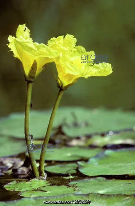 : Yellow floating heart : Yellow floating heart