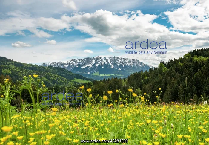  : Yellow flower meadow in front of mountain panorama