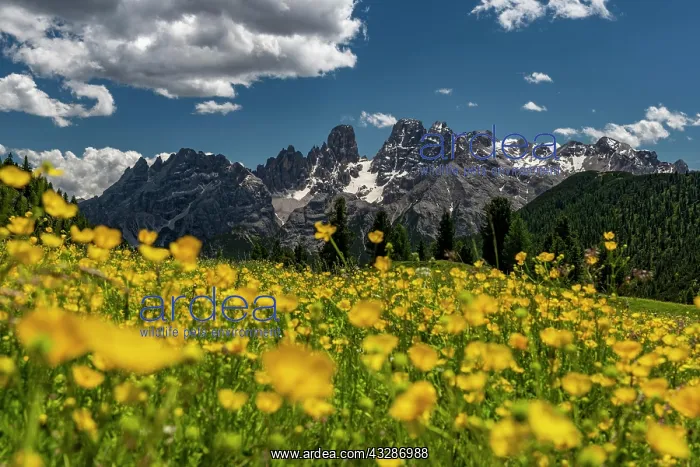 : Yellow flower meadow in front of mountain panorama : Yellow flower meadow in front of mountain panorama