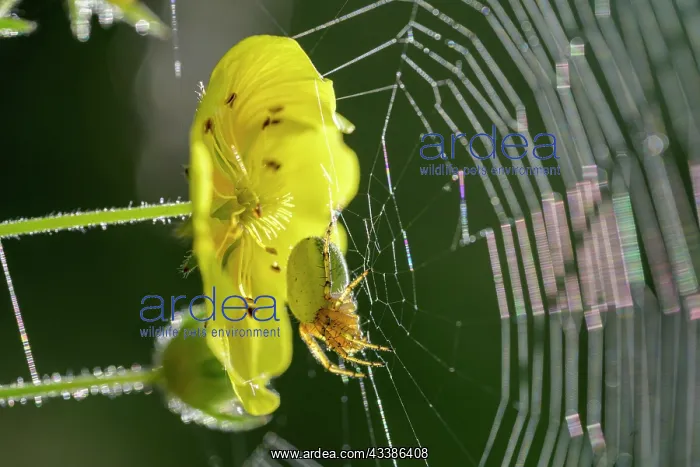 : Yellow flower and spider in a web, Vals, Mahlbach : Yellow flower and spider in a web, Vals, Mahlbach