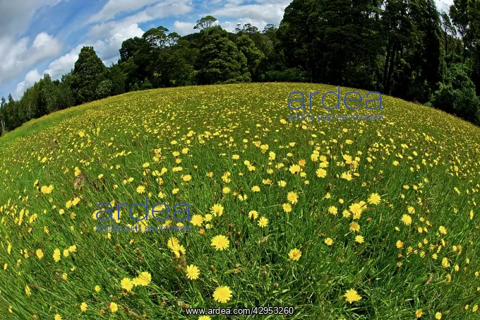  : Yellow flowers in meadow - fisheye lens