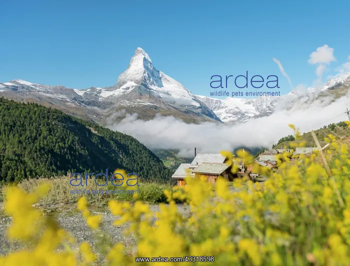  : Yellow flowers, snow-covered Matterhorn, Old wooden