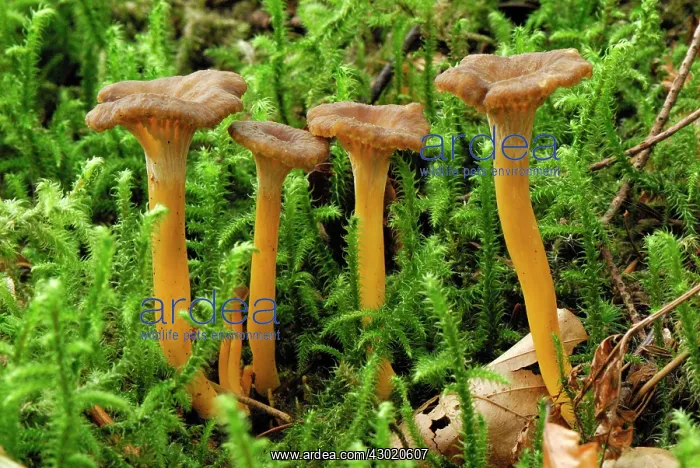 : Yellow-footed Chanterelle : Yellow-footed Chanterelle