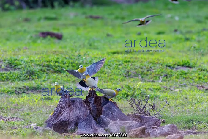 : yellow-footed green pigeon, also known as yellow-legged green pigeon, Treron phoenicopterus : yellow-footed green pigeon, also known as yellow-legged green pigeon, Treron phoenicopterus